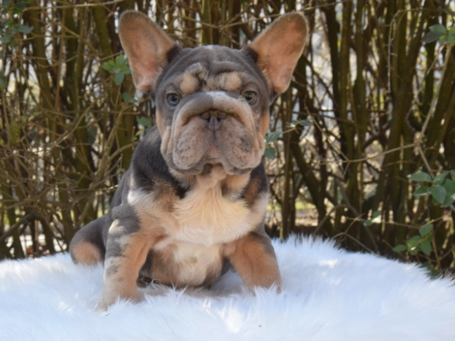 Perros Bulldog Francés en venta