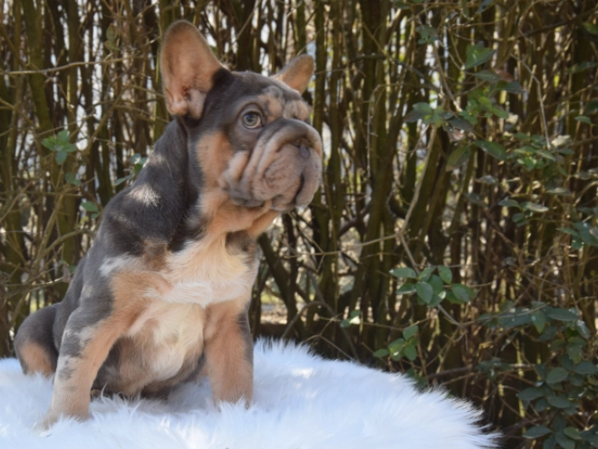 Perros Bulldog Francés en venta