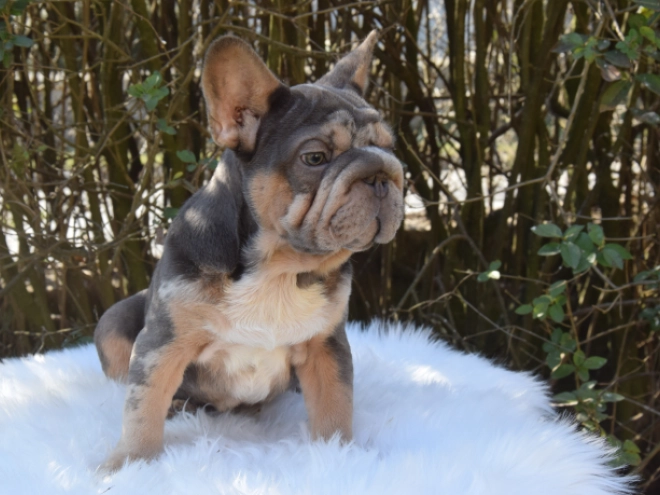Perros Bulldog Francés en venta