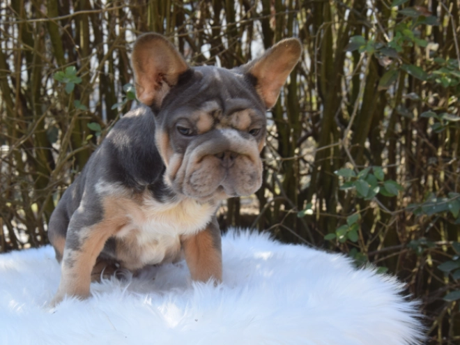 Perros Bulldog Francés en venta