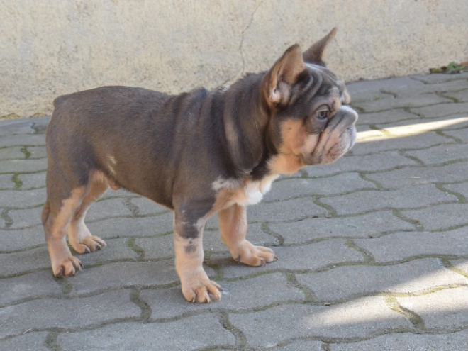 Perros Bulldog Francés en venta