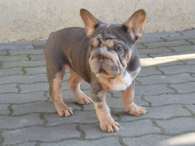 Perros Bulldog Francés en venta