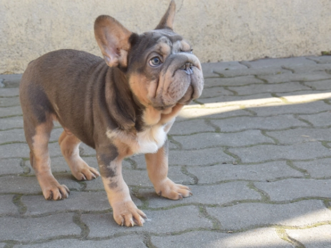 Perros Bulldog Francés en venta