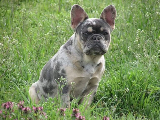 Perros Bulldog Francés en venta