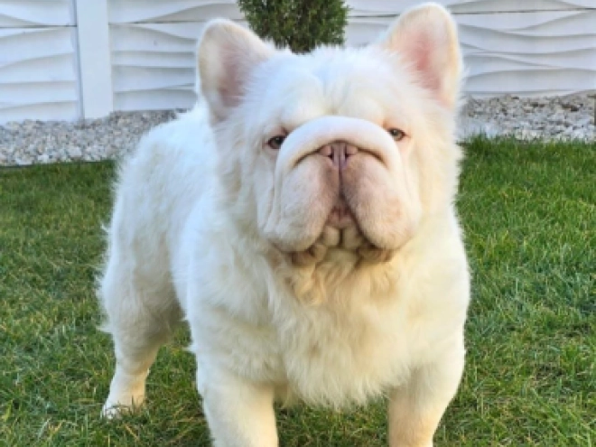 Perros Bulldog Francés en venta