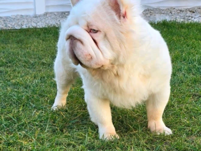 Perros Bulldog Francés en venta