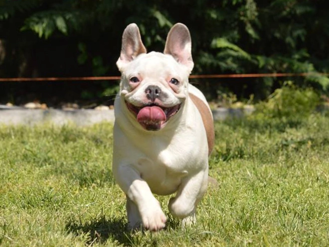 Perros Bulldog Francés en venta