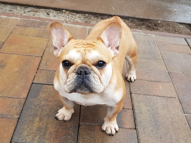 Perros Bulldog Francés en venta