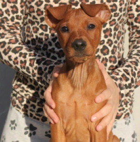 Deutscher Pinscher puppy