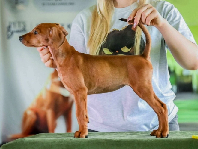 German Pinscher puppy for sale