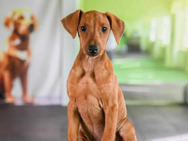 German Pinscher puppy for sale