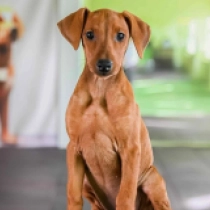 Deutscher Pinscher Welpe zu verkaufen
