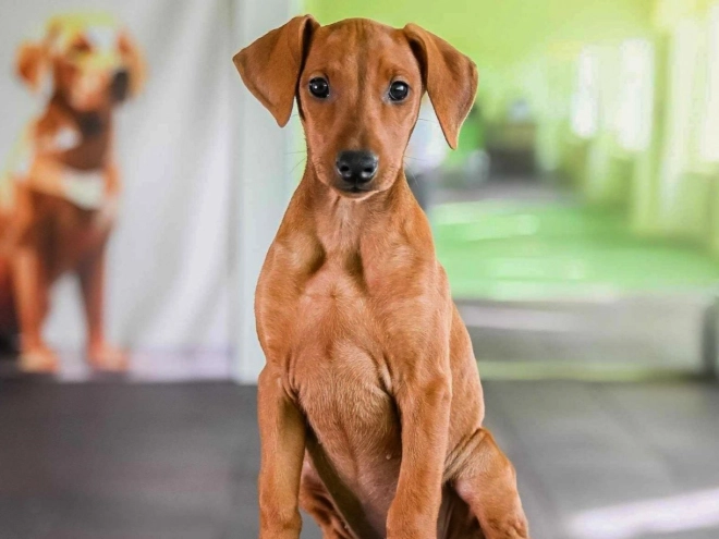 German Pinscher puppy for sale