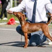 Beate, red Deutscher Pinscher Welpen kaufen