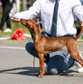 Perros Pinscher Alemán en venta
