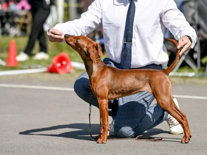 Perros Pinscher Alemán en venta
