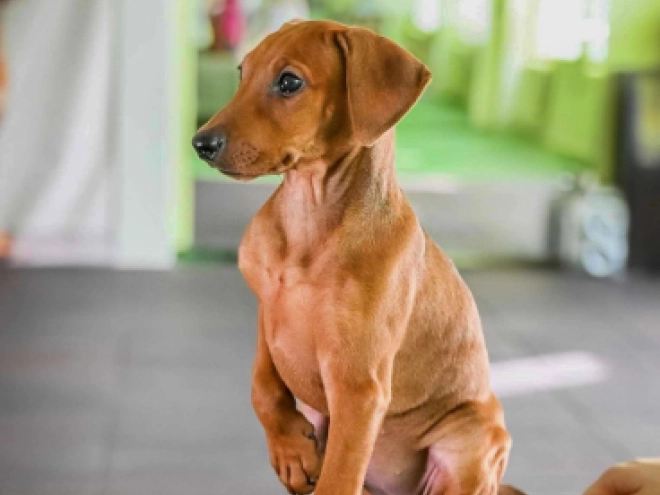 German Pinscher puppy for sale