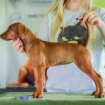 Deutscher Pinscher Welpe zu verkaufen