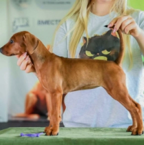 German Pinscher puppy for sale