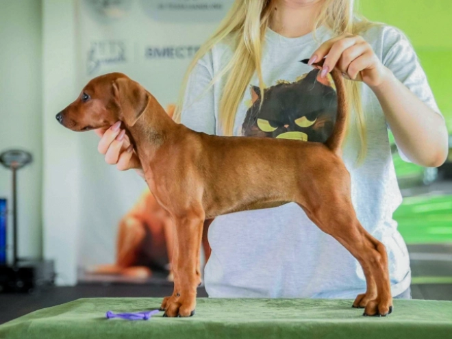 German Pinscher puppy for sale