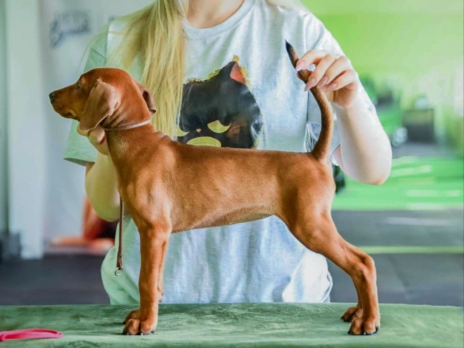 Deutscher Pinscher Welpe kaufen