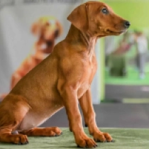 Deutscher Pinscher Welpe zu verkaufen