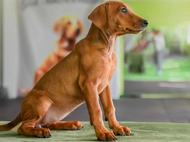 Deutscher Pinscher Welpe kaufen
