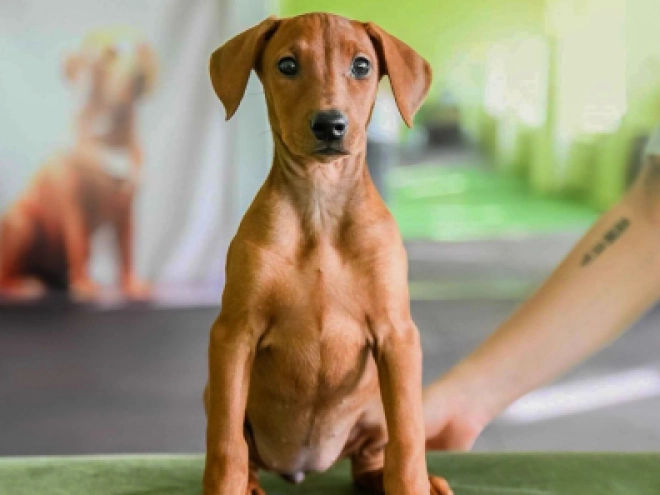 Deutscher Pinscher Welpe kaufen