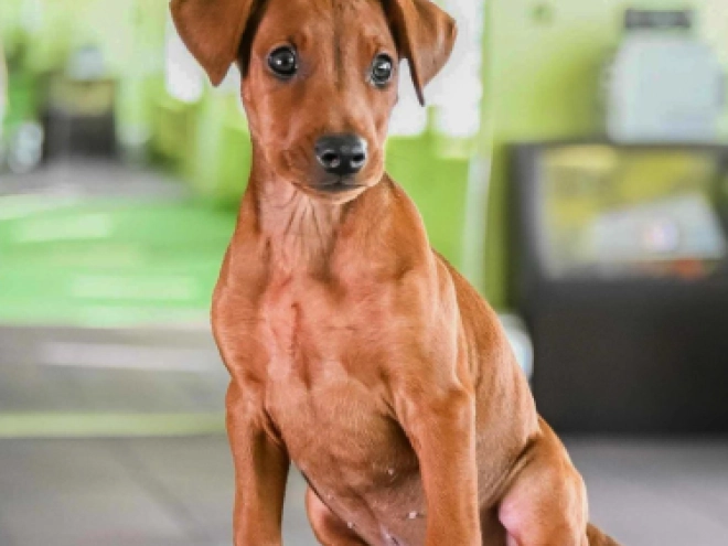 German Pinscher puppy for sale