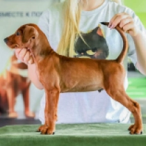 Deutscher Pinscher Welpe zu verkaufen