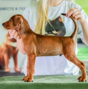 German Pinscher puppy for sale