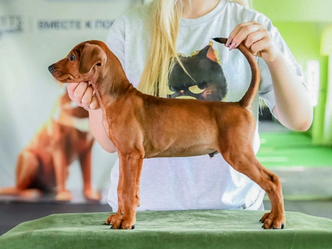 German Pinscher puppy for sale