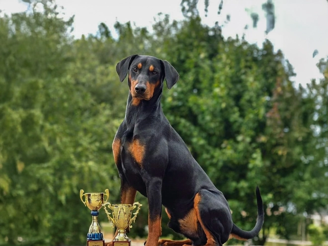 German Pinscher puppy for sale
