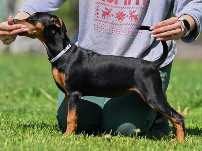 Deutscher Pinscher Welpe kaufen
