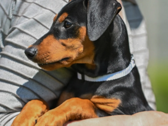 Deutscher Pinscher Welpe kaufen