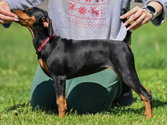 Deutscher Pinscher Welpe kaufen