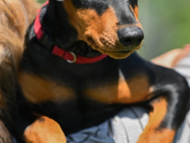 Deutscher Pinscher Welpe kaufen