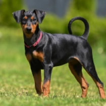 Amore, black and tan Pinscher Alemán en venta