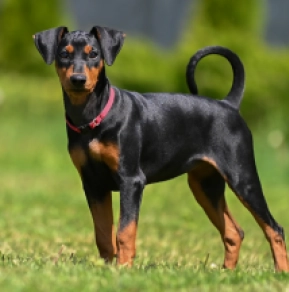 Perros Pinscher Alemán en venta