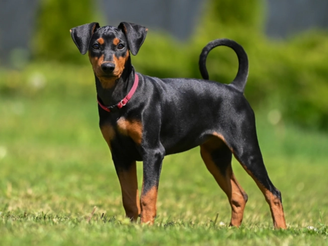 Deutscher Pinscher Welpe kaufen