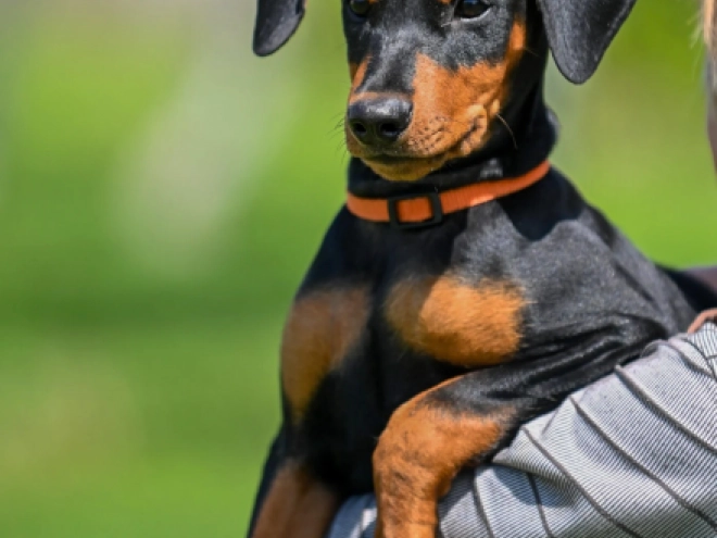 Perros Pinscher Alemán en venta