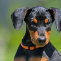 Aron, black and tan Pinscher Alemán en venta
