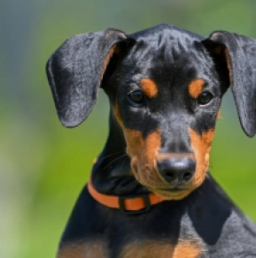 Perros Pinscher Alemán en venta