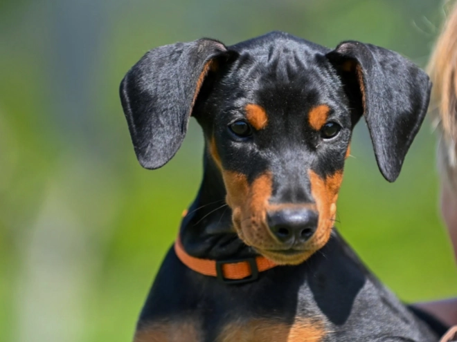 Perros Pinscher Alemán en venta