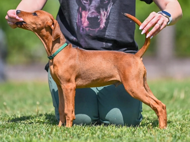 Perros Pinscher Alemán en venta