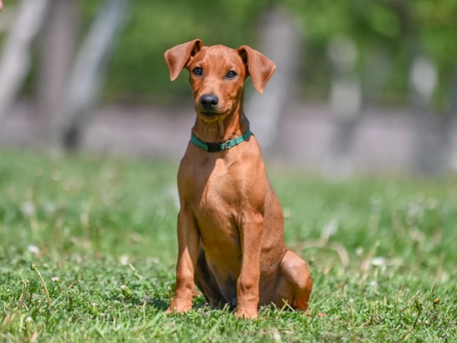 Perros Pinscher Alemán en venta