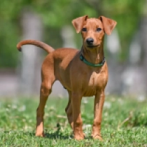 Aragon, red Pinscher Alemán en venta