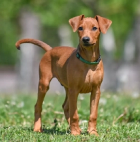 Perros Pinscher Alemán en venta