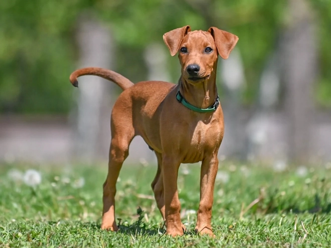 Perros Pinscher Alemán en venta