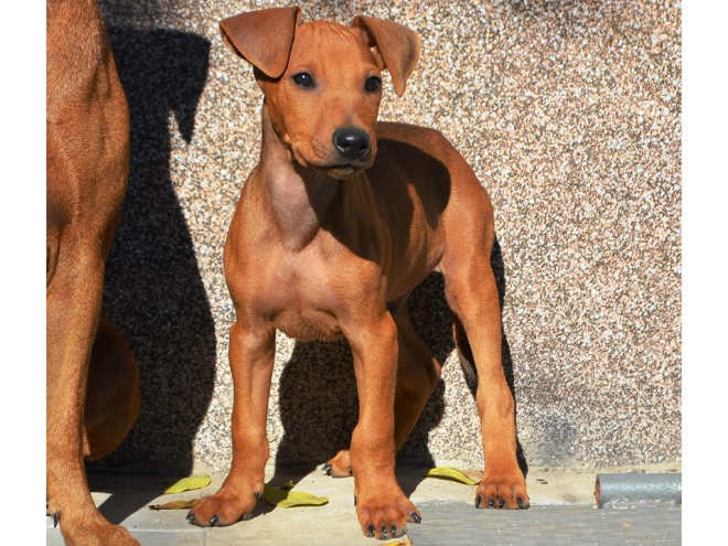 Perros Pinscher Alemán en venta